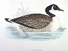 The Canada Goose, BirdCheck.co.uk