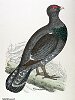 The Capercaillie , BirdCheck.co.uk