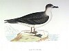 The Capped Petrel , BirdCheck.co.uk