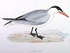 The Caspian Tern , BirdCheck.co.uk