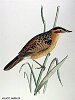 The Aquatic Warbler, BirdCheck.co.uk