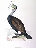 The Cormorant , BirdCheck.co.uk