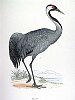 The Crane, BirdCheck.co.uk