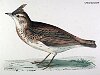 The Crested Lark, BirdCheck.co.uk