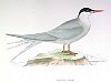 The Arctic Tern , BirdCheck.co.uk