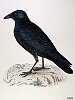 The Carrion Crow , BirdCheck.co.uk