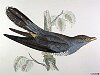 The Cuckoo - - - Cuculus canorus, BirdCheck.co.uk