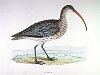 The Curlew , BirdCheck.co.uk