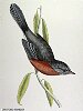 The Dartford Warbler, BirdCheck.co.uk