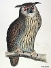 The Eagle Owl, BirdCheck.co.uk