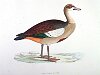 The Egyptian Goose , BirdCheck.co.uk