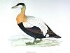 The Eider Duck, BirdCheck.co.uk