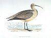 The Esquimaux Curlew, BirdCheck.co.uk