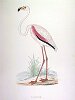 The Flamingo , BirdCheck.co.uk