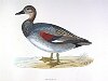 The Gadwall Duck, BirdCheck.co.uk