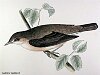 The Garden Warbler , BirdCheck.co.uk